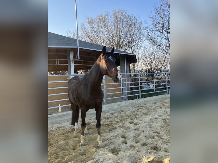 Bavarian Warmblood Gelding 13 years 17 hh Bay-Dark in Klaus