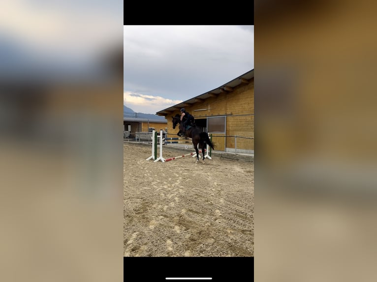 Bavarian Warmblood Gelding 13 years 17 hh Bay-Dark in Klaus