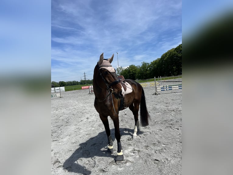 Bavarian Warmblood Gelding 13 years 17 hh Bay-Dark in Klaus