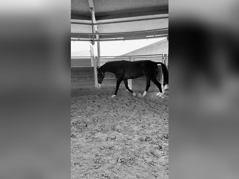 Bavarian Warmblood Gelding 13 years 17 hh Bay-Dark in Klaus