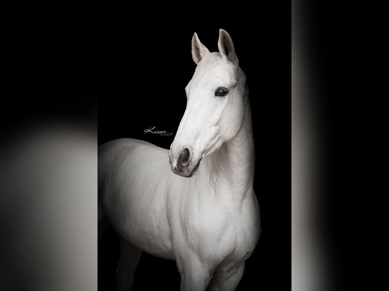 Bavarian Warmblood Gelding 13 years Grey in Kitzscher