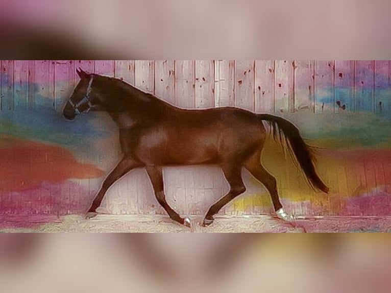 Bavarian Warmblood Gelding 14 years 16,1 hh Bay-Dark in Regensburg