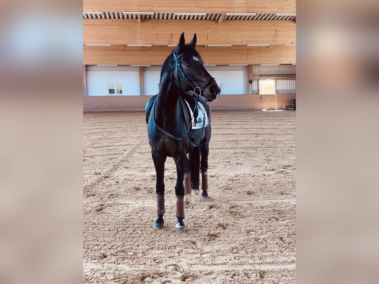 Bavarian Warmblood Gelding 14 years 16,1 hh Bay-Dark in Regensburg