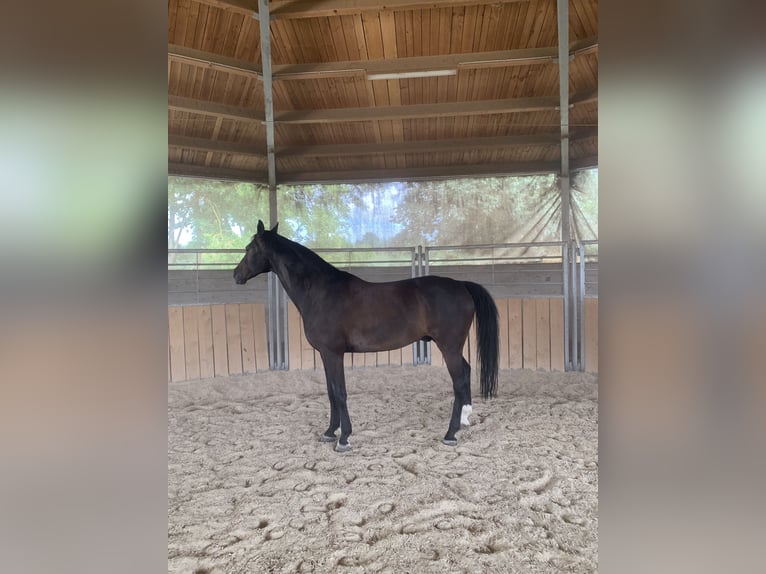 Bavarian Warmblood Gelding 14 years 16,1 hh Bay-Dark in Regensburg