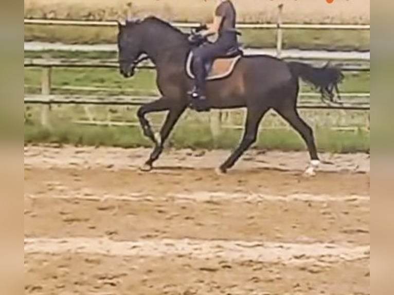 Bavarian Warmblood Gelding 14 years 16,1 hh Bay-Dark in Regensburg