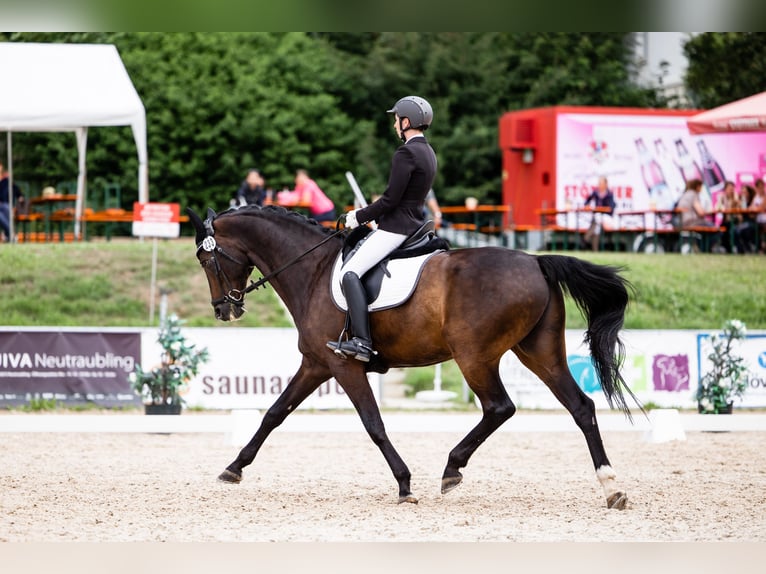 Bavarian Warmblood Gelding 14 years 16,1 hh Bay-Dark in Regensburg