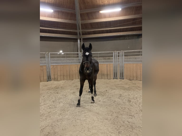 Bavarian Warmblood Gelding 14 years 16,1 hh Bay-Dark in Regensburg