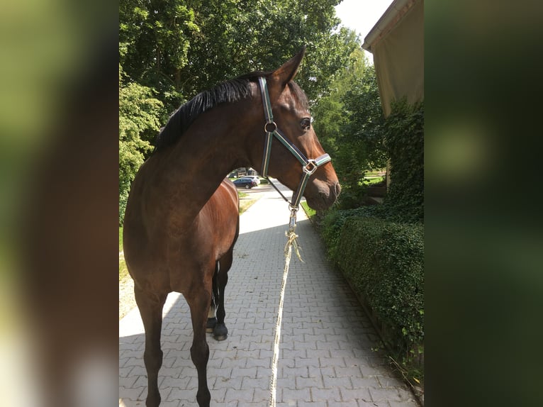 Bavarian Warmblood Gelding 14 years 16,1 hh Bay-Dark in Regensburg