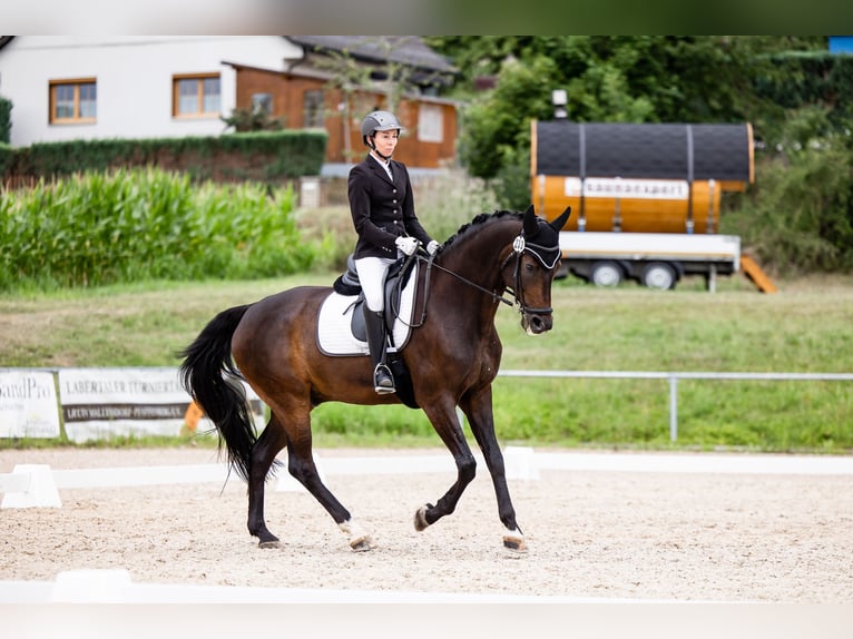 Bavarian Warmblood Gelding 14 years 16,1 hh Bay-Dark in Regensburg