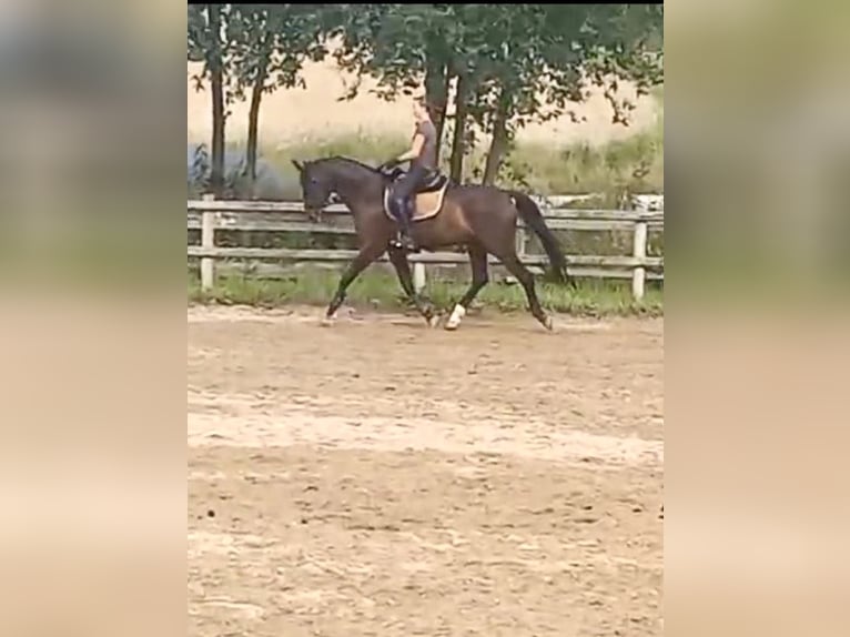 Bavarian Warmblood Gelding 14 years 16,1 hh Bay-Dark in Regensburg