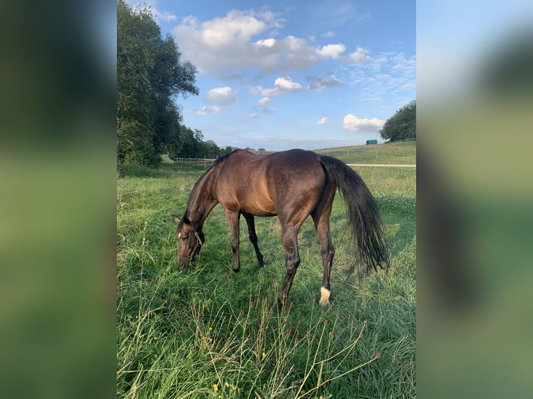 Bavarian Warmblood Gelding 14 years 16,1 hh Bay-Dark in Regensburg