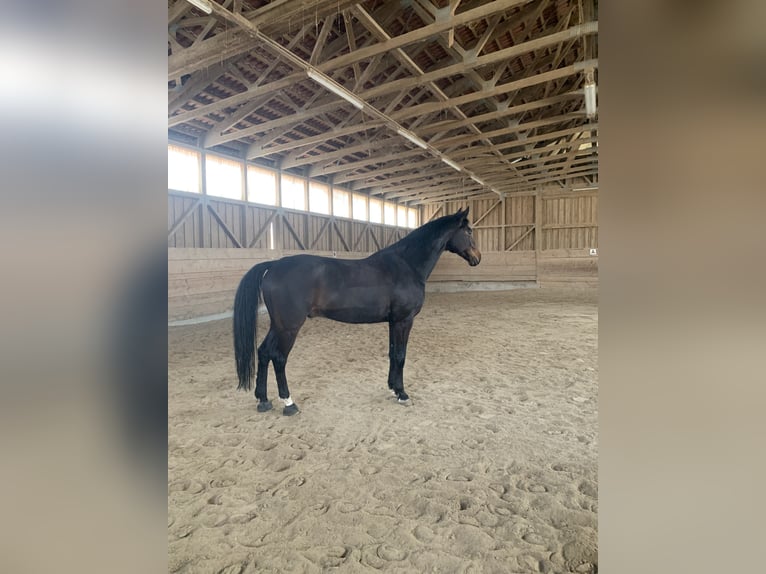 Bavarian Warmblood Gelding 14 years 16,1 hh Bay-Dark in Regensburg