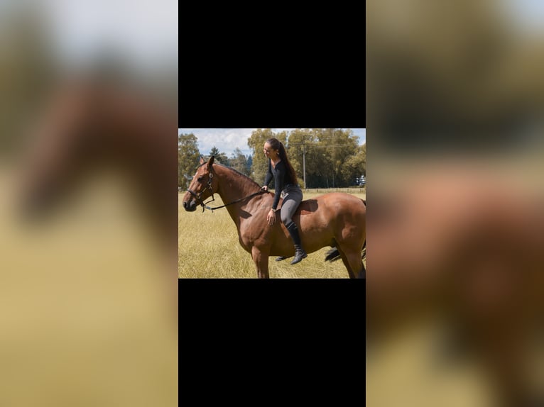 Bavarian Warmblood Gelding 14 years 16,1 hh Brown in Jettingen-Scheppach