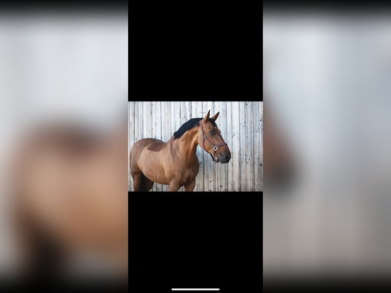 Bavarian Warmblood Gelding 14 years 16,1 hh Brown in Jettingen-Scheppach