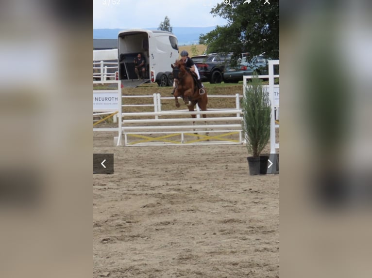 Bavarian Warmblood Gelding 14 years 16.2 hh Chestnut-Red in Wolfsberg