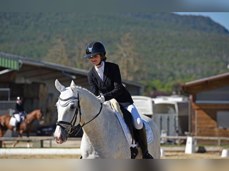 Bavarian Warmblood Gelding 14 years 16.2 hh Grey in Ebreichsdorf-COMER-City
