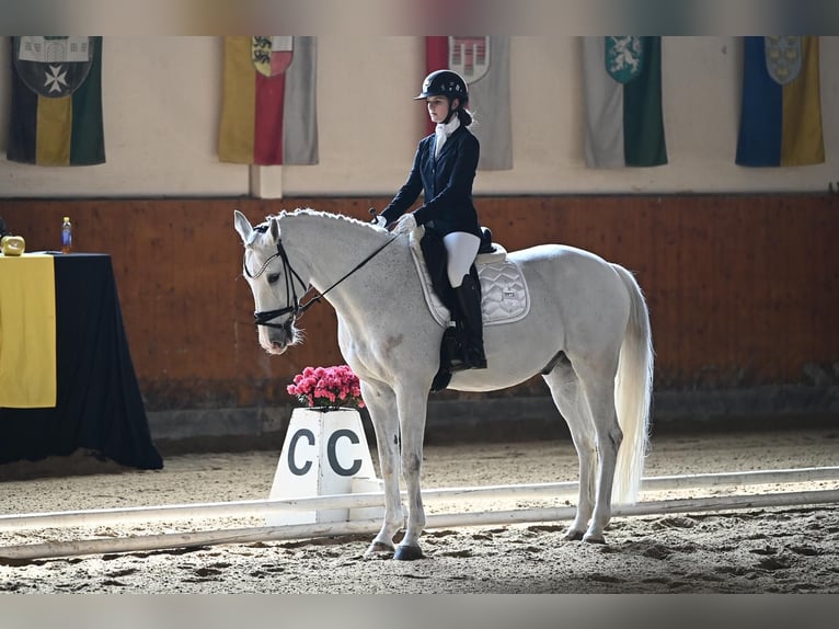 Bavarian Warmblood Gelding 14 years 16.2 hh Grey in Ebreichsdorf-COMER-City