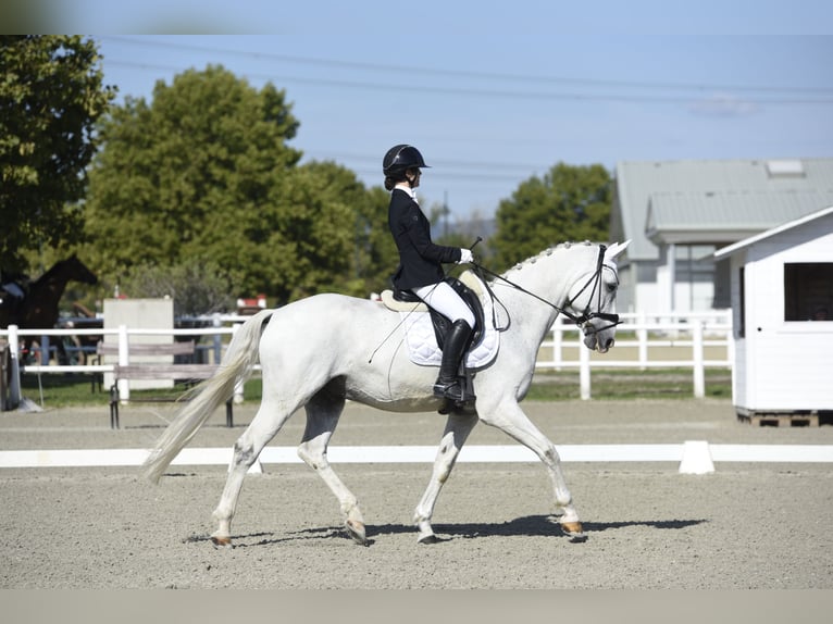 Bavarian Warmblood Gelding 14 years 16.2 hh Grey in Ebreichsdorf-COMER-City