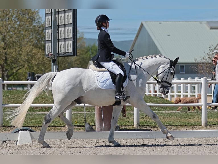 Bavarian Warmblood Gelding 14 years 16.2 hh Grey in Ebreichsdorf-COMER-City