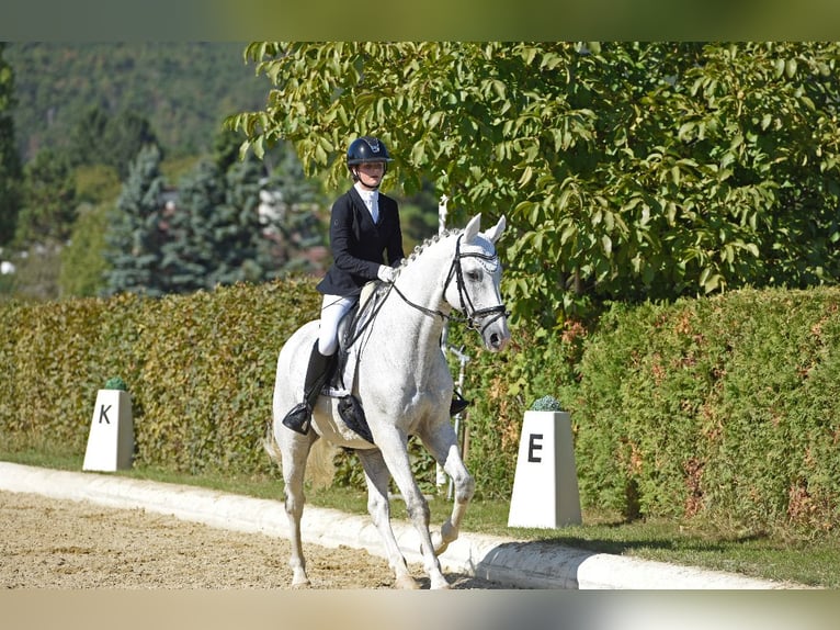 Bavarian Warmblood Gelding 14 years 16.2 hh Grey in Ebreichsdorf-COMER-City