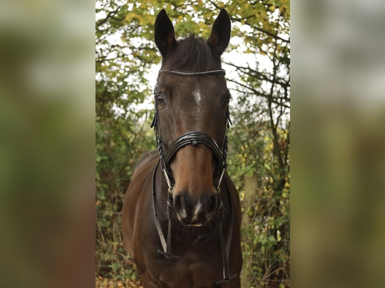 Bavarian Warmblood Gelding 14 years 16 hh Bay-Dark in Hofheim am Taunus