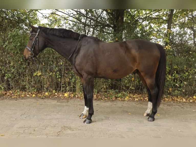 Bavarian Warmblood Gelding 14 years 16 hh Bay-Dark in Hofheim am Taunus