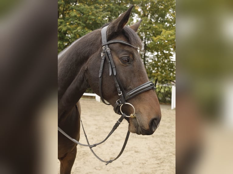 Bavarian Warmblood Gelding 14 years 16 hh Bay-Dark in Hofheim am Taunus