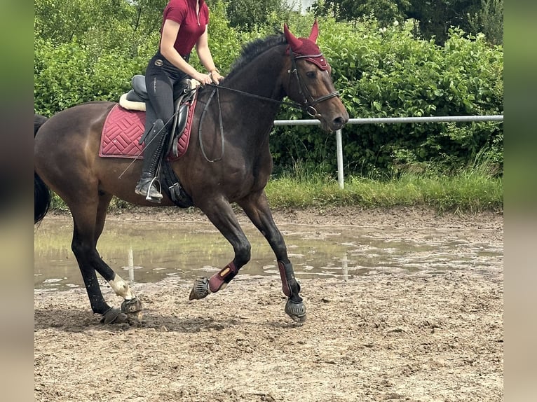 Bavarian Warmblood Gelding 14 years 16 hh Bay-Dark in Hofheim am Taunus