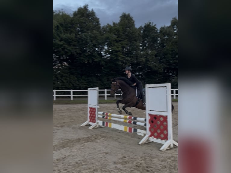 Bavarian Warmblood Gelding 14 years 16 hh Bay-Dark in Hofheim am Taunus