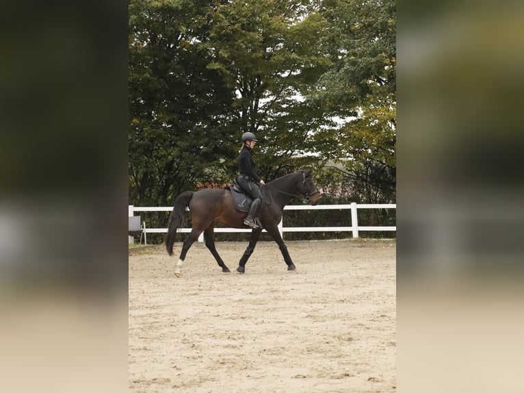 Bavarian Warmblood Gelding 14 years 16 hh Bay-Dark in Hofheim am Taunus