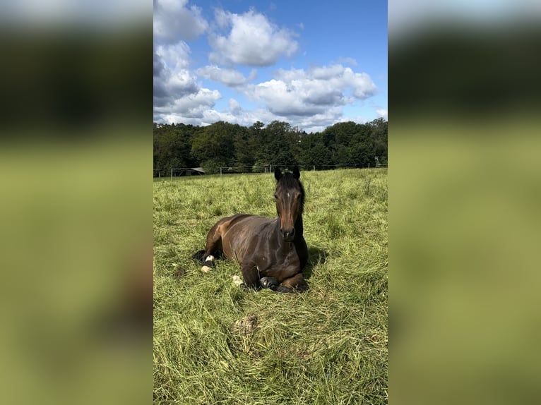 Bavarian Warmblood Gelding 14 years 16 hh Bay-Dark in Hofheim am Taunus