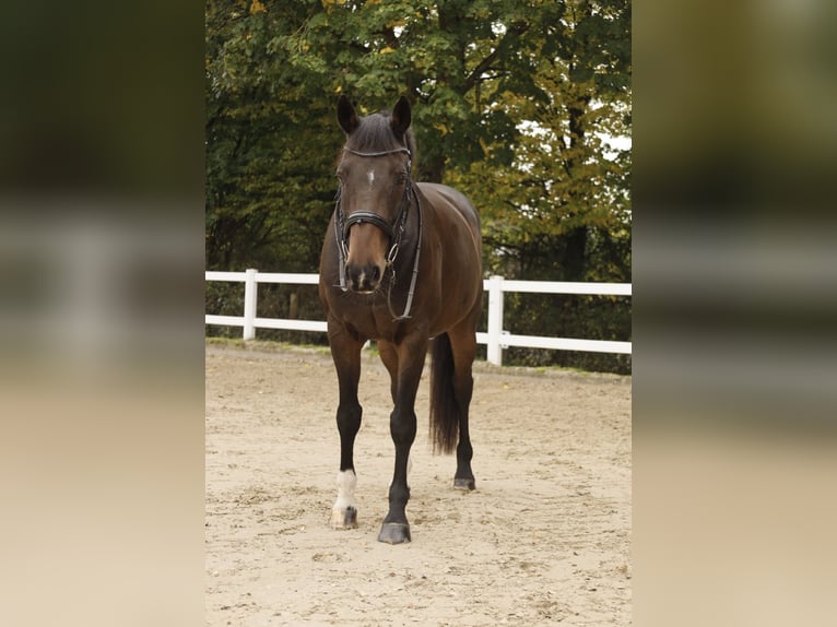 Bavarian Warmblood Gelding 14 years 16 hh Bay-Dark in Hofheim am Taunus
