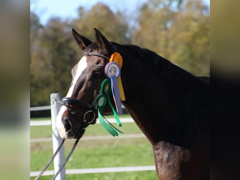 Bavarian Warmblood Gelding 14 years 16 hh Bay-Dark in Burgkirchen an der Alz