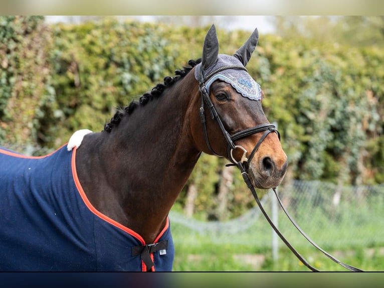 Bavarian Warmblood Gelding 14 years 16 hh Brown in Göppingen