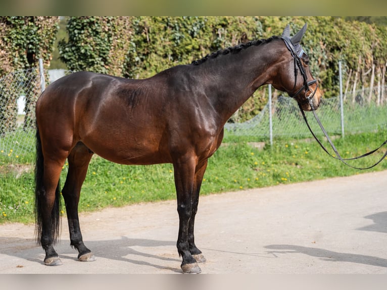 Bavarian Warmblood Gelding 14 years 16 hh Brown in Göppingen