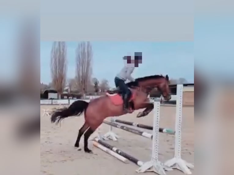 Bavarian Warmblood Gelding 14 years 16 hh Brown in Illingen