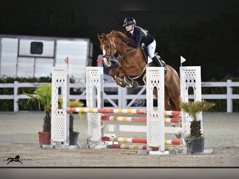 Bavarian Warmblood Gelding 14 years 16 hh Chestnut-Red in Frankenburg