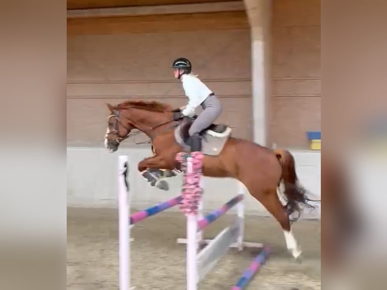 Bavarian Warmblood Gelding 14 years 16 hh Chestnut-Red in Frankenburg