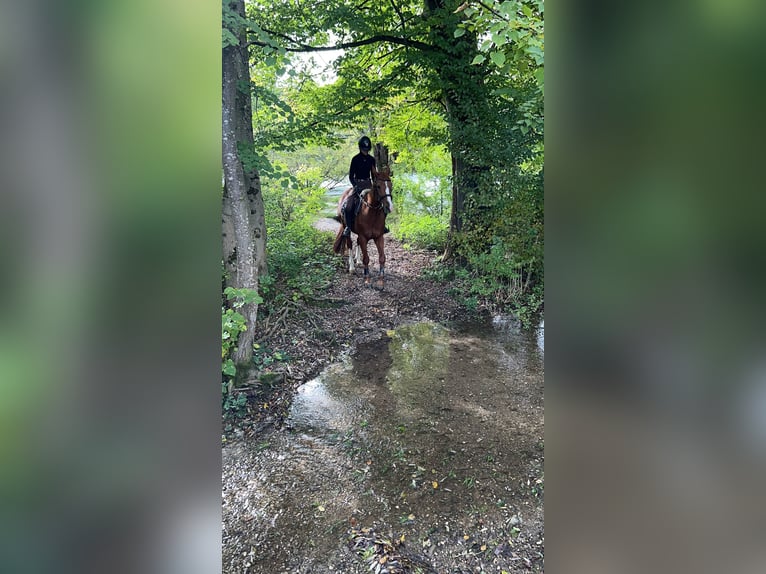 Bavarian Warmblood Gelding 14 years 16 hh Chestnut-Red in Frankenburg