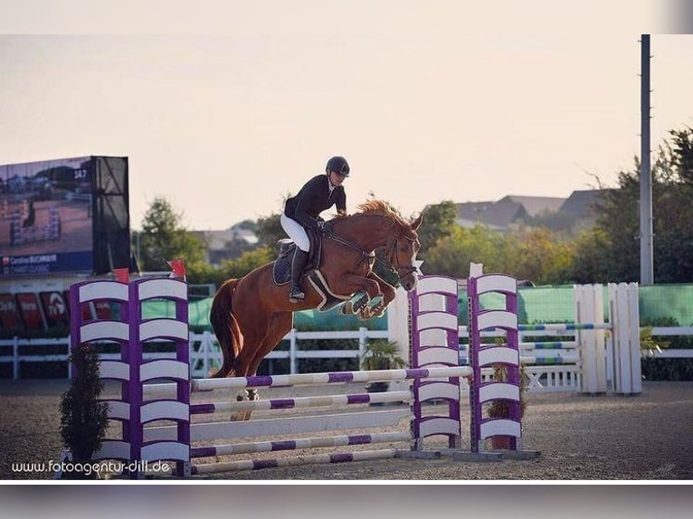 Bavarian Warmblood Gelding 14 years 16 hh Chestnut-Red in Frankenburg