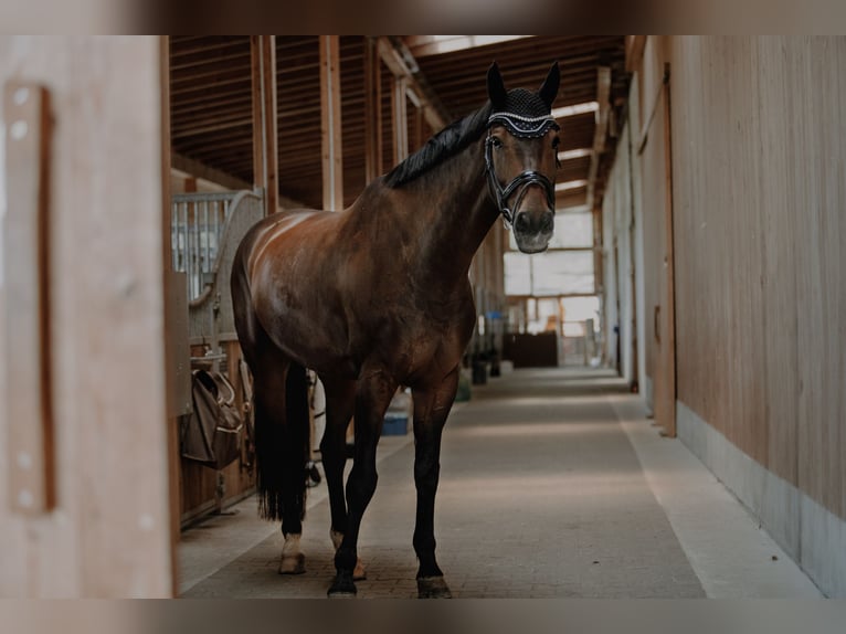 Bavarian Warmblood Gelding 14 years 16,3 hh Brown in Hohenkammer