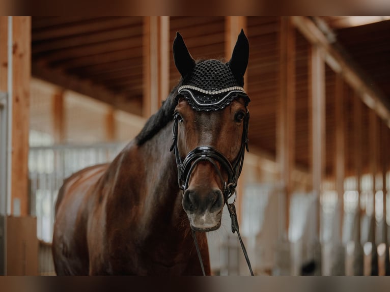 Bavarian Warmblood Gelding 14 years 16,3 hh Brown in Hohenkammer