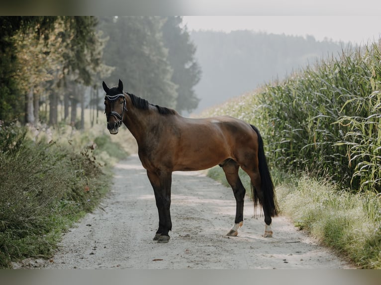Bavarian Warmblood Gelding 14 years 16,3 hh Brown in Hohenkammer