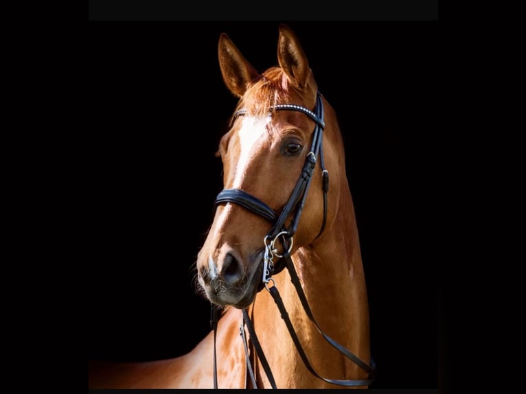 Bavarian Warmblood Gelding 14 years 17,2 hh Chestnut in Aresing