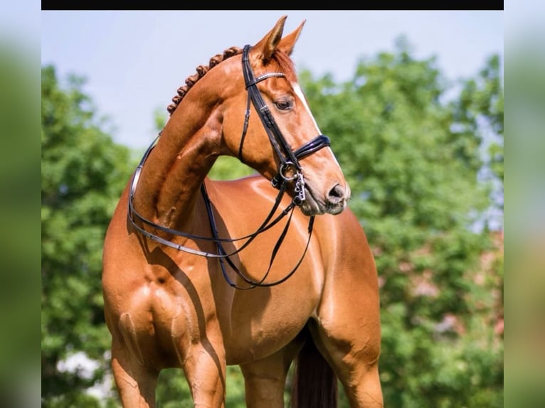 Bavarian Warmblood Gelding 14 years 17,2 hh Chestnut in Aresing