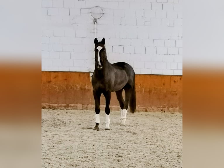 Bavarian Warmblood Gelding 14 years 17.3 hh Chestnut in Thyrnau