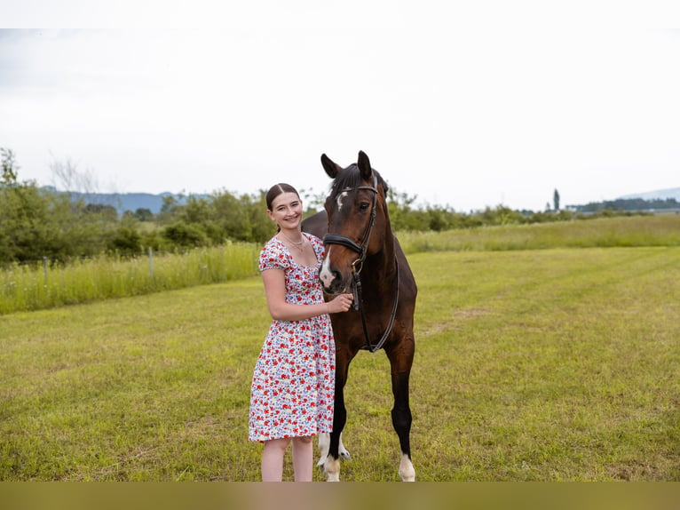 Bavarian Warmblood Gelding 14 years 17 hh Bay-Dark in Klaus