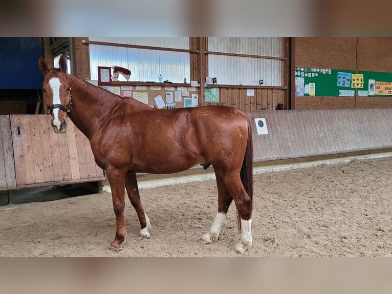 Bavarian Warmblood Gelding 14 years 17 hh Chestnut-Red in Tettnang