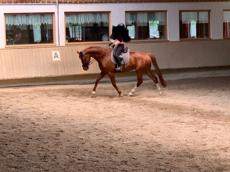 Bavarian Warmblood Gelding 14 years 17 hh Chestnut-Red in Tettnang