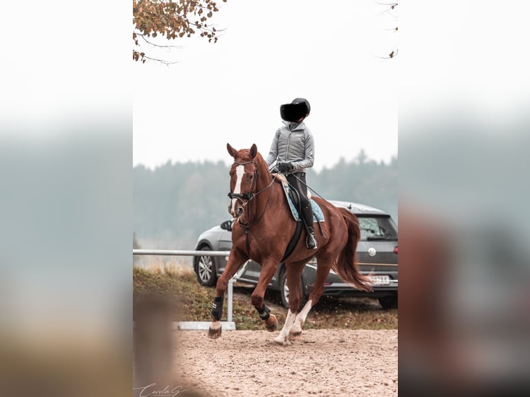 Bavarian Warmblood Gelding 14 years 17 hh Chestnut-Red in Tettnang